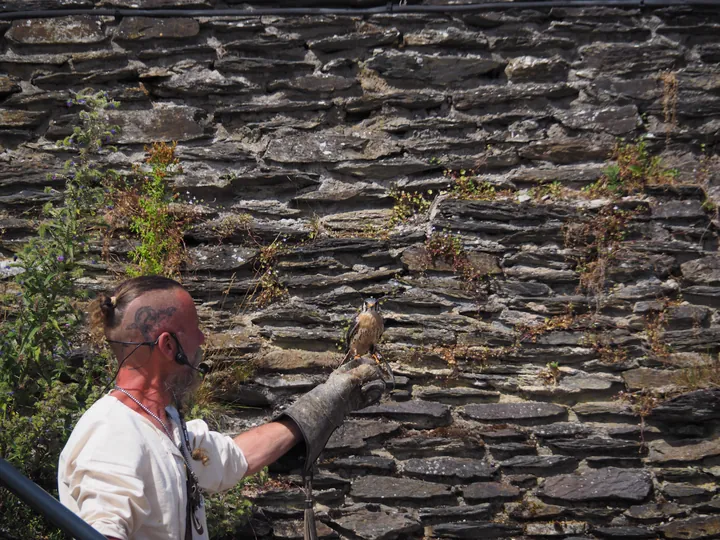 Birds of prey show at Chateau de La Roche-en-Ardenne (Belgium)